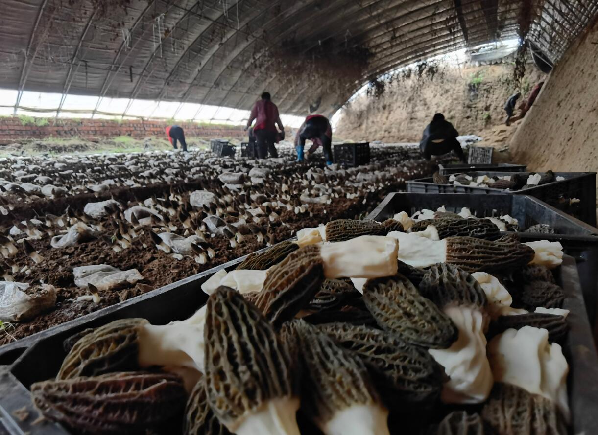 科技苑羊肚菌種植視頻_羊肚菌種植方法和條件_羊肚菌菌子種