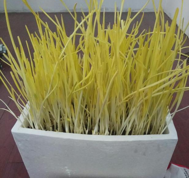 蒜黃種植技術視頻教程_如何種植蒜黃_蒜黃的種植方法