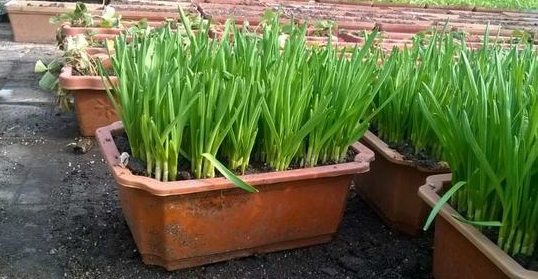 蒜黃的種植方法_蒜黃種植技術視頻教程_如何種植蒜黃