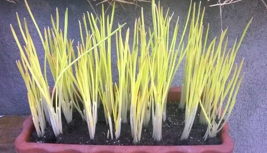 如何種植蒜黃_蒜黃種植技術視頻教程_蒜黃的種植方法