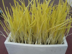 想吃蒜黃該怎么盆栽養(yǎng)殖？對照3點(diǎn)需求，輕松種植出健康美味