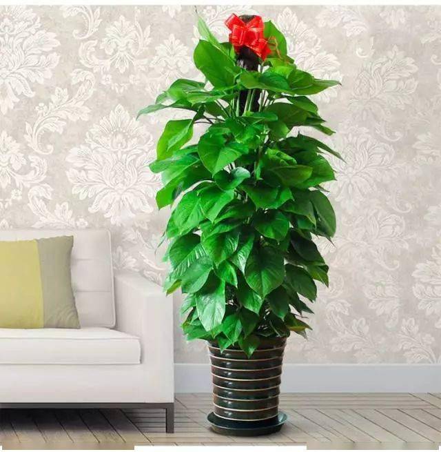 客廳適合養什么綠植_客廳養綠植適合放什么花_客廳養綠植適合什么花