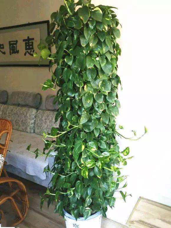 客廳養綠植適合什么花_客廳適合養什么綠植_客廳養綠植適合放什么花