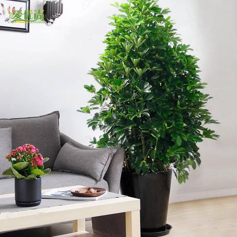 客廳適合養什么綠植_客廳養綠植適合什么花_客廳養綠植適合放什么花