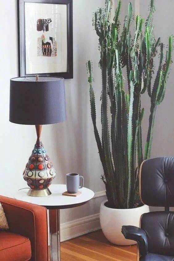 客廳養綠植適合什么花_客廳養綠植適合放什么花_客廳適合養什么綠植