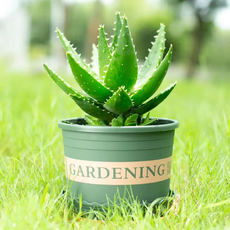 凈化室內空氣的綠植_凈化室內空氣綠植圖片_室內綠植凈化空氣