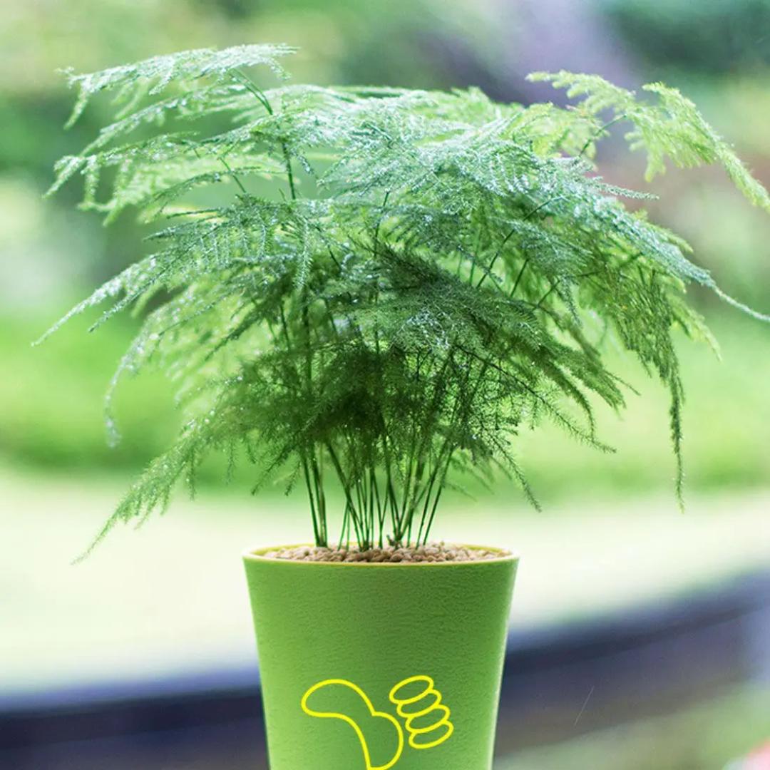 凈化室內空氣綠植圖片_凈化室內空氣的綠植_室內綠植凈化空氣