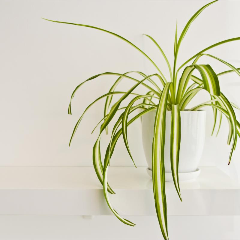 室內綠植凈化空氣_凈化室內空氣綠植圖片_凈化室內空氣的綠植