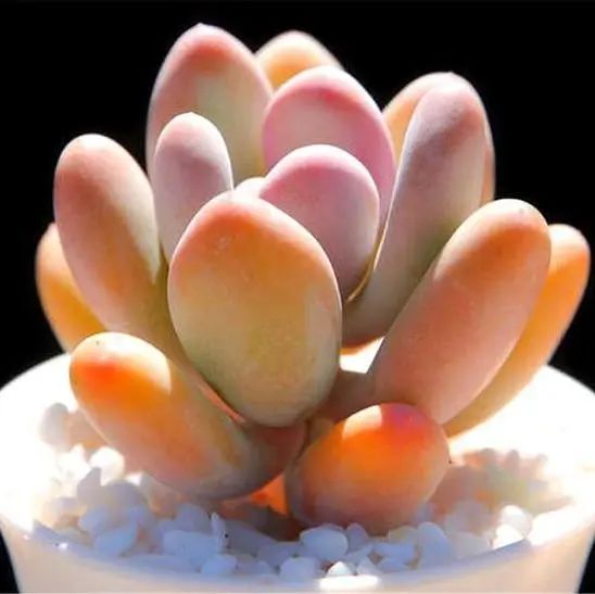 凈化室內空氣的綠植_室內綠植凈化空氣_凈化室內空氣綠植圖片