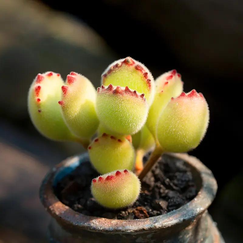 凈化室內空氣綠植圖片_室內綠植凈化空氣_凈化室內空氣的綠植