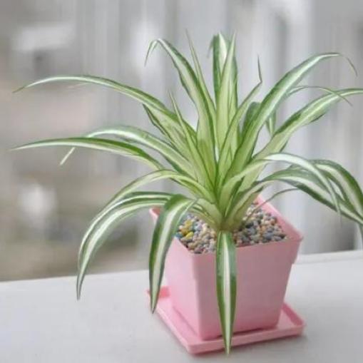 凈化室內空氣綠植圖片_凈化室內空氣的綠植_室內綠植凈化空氣