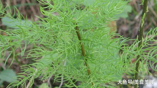 泡藥材酒用什么藥材_天冬藥材多少錢(qián)一斤_天冬藥材圖鑒別