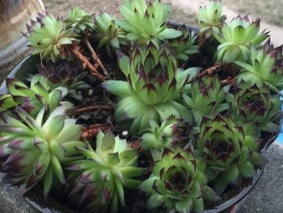 長(zhǎng)得像花的多肉_多肉像花似的是什么花_多肉花長(zhǎng)得像蟲(chóng)子