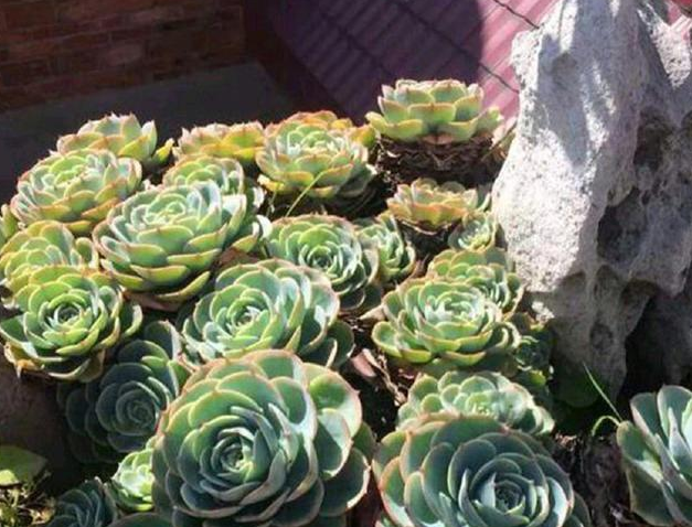 多肉花長(zhǎng)得像蟲(chóng)子_多肉像花似的是什么花_長(zhǎng)得像花的多肉