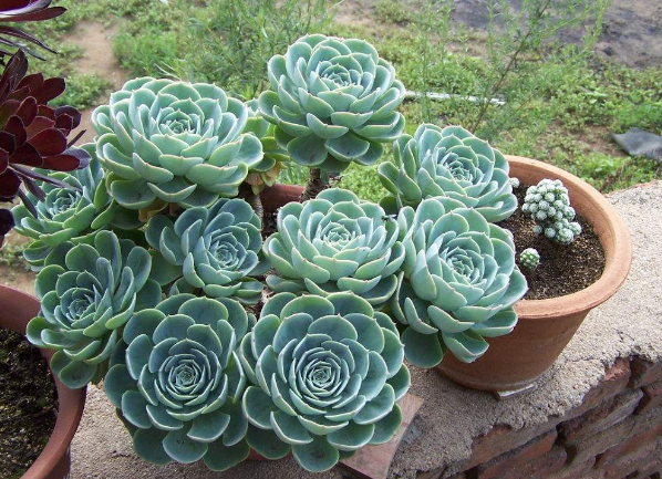 長(zhǎng)得像花的多肉_多肉像花似的是什么花_多肉花長(zhǎng)得像蟲(chóng)子