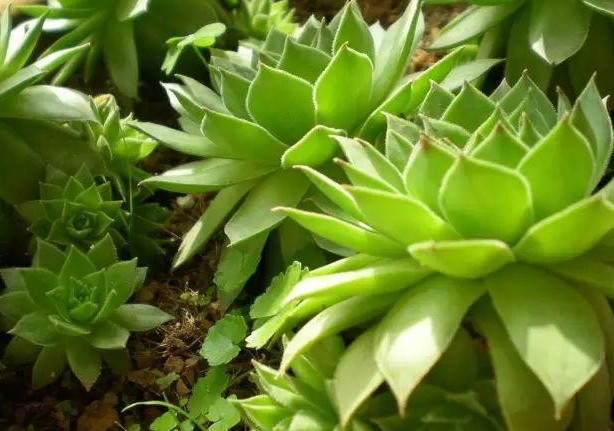 多肉花長(zhǎng)得像蟲(chóng)子_多肉像花似的是什么花_長(zhǎng)得像花的多肉