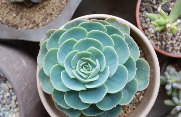 長(zhǎng)得像花的多肉_多肉像花似的是什么花_多肉花長(zhǎng)得像蟲(chóng)子