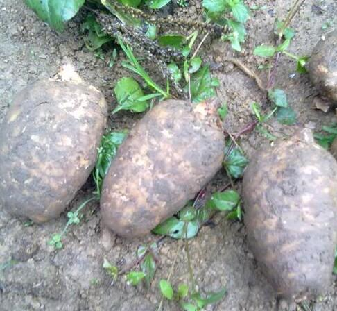 的功效與作用天麻_(kāi)藥材功效天麻作用是什么_天麻藥材的功效與作用