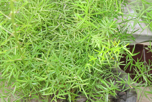 天門冬藥用部分_中藥材天門冬_天門冬藥材有什么用