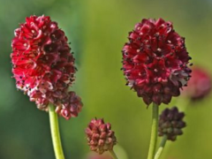 地榆的功效與作用圖片是什么呢