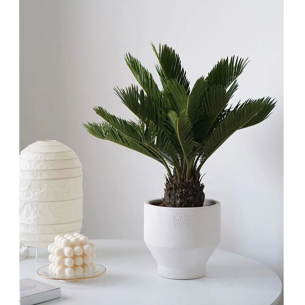 常見的室內(nèi)綠植有哪些_常見室內(nèi)綠植有什么_常見室內(nèi)綠植有哪些種類