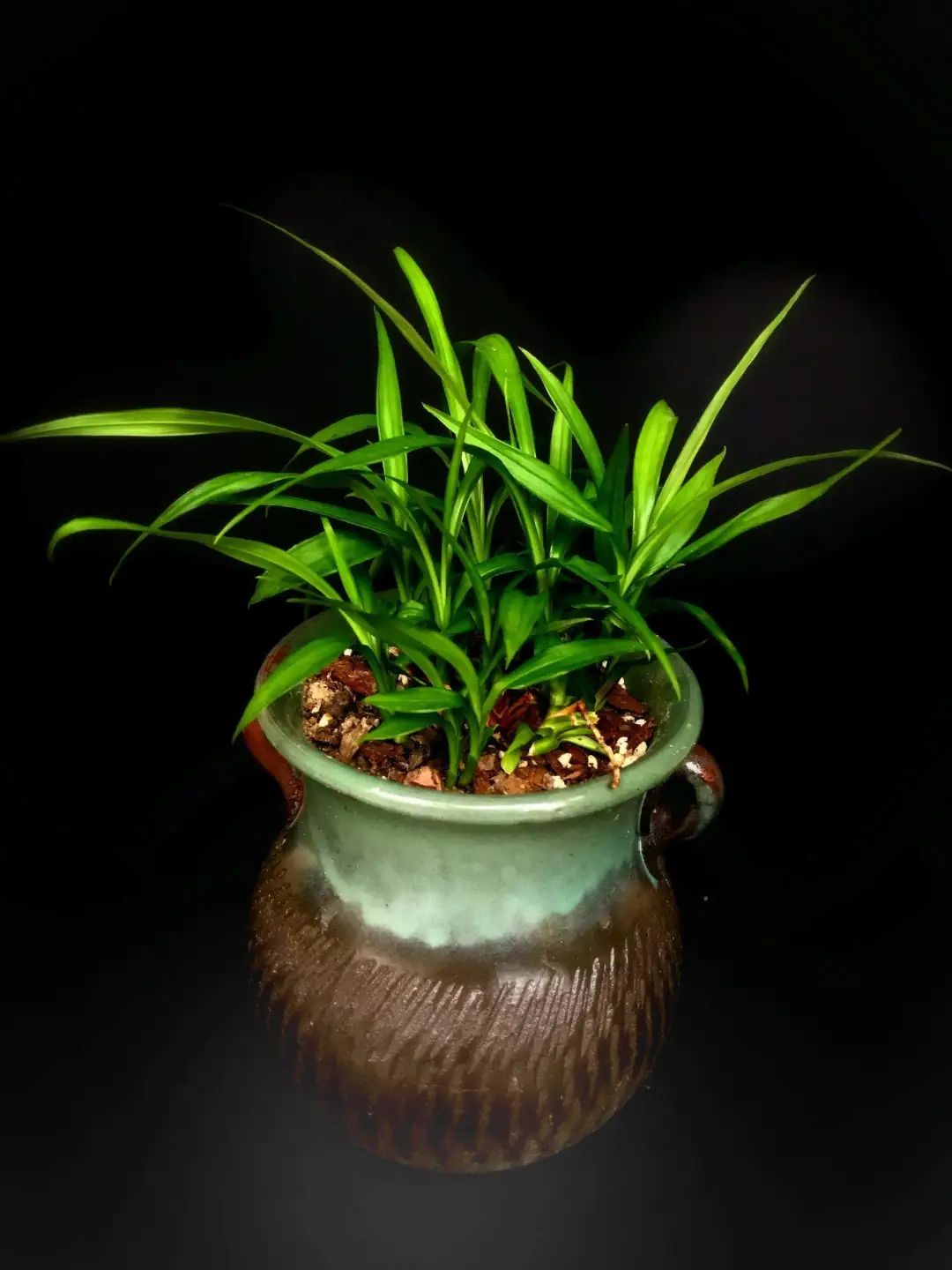 常見室內(nèi)綠植有什么_常見的室內(nèi)綠植有哪些_常見室內(nèi)綠植有哪些種類