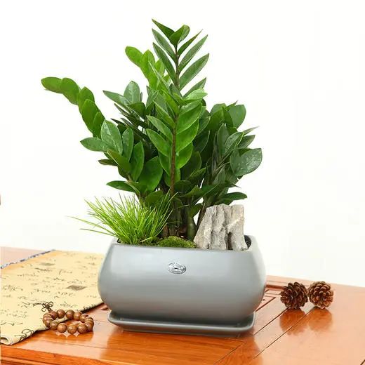 常見室內(nèi)綠植有哪些種類_常見室內(nèi)綠植有什么_常見的室內(nèi)綠植有哪些