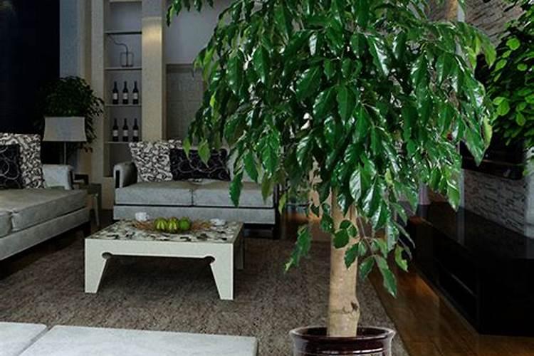 十大客廳耐陰綠植_客廳綠植耐陰還是耐熱_客廳大型綠植耐陰