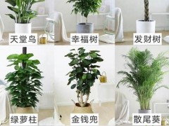 適合客廳養的耐陰綠植有哪些