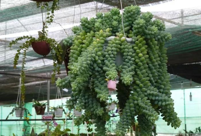 室內養品種多肉適合什么土壤_室內適合的多肉植物有_適合室內養的多肉品種