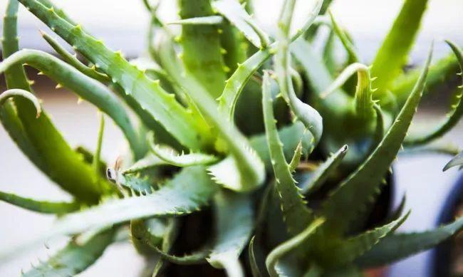 室內適合的多肉植物有_適合室內養的多肉品種_室內養品種多肉適合什么土壤