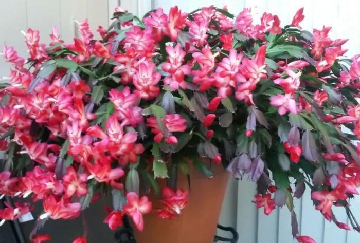 適合室內養的多肉品種_室內養品種多肉適合什么土壤_室內適合的多肉植物有