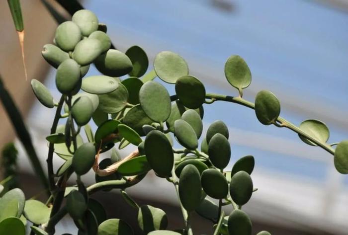 適合室內養的多肉品種_室內養品種多肉適合什么土壤_室內適合的多肉植物有