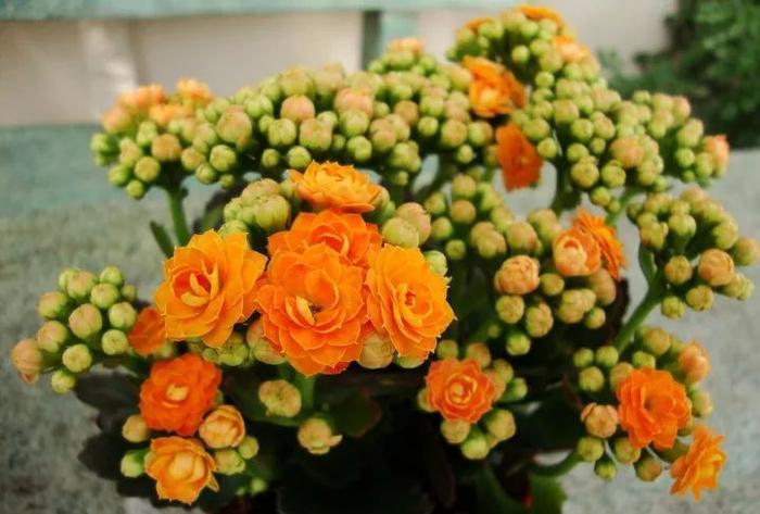 室內適合的多肉植物有_室內養品種多肉適合什么土壤_適合室內養的多肉品種