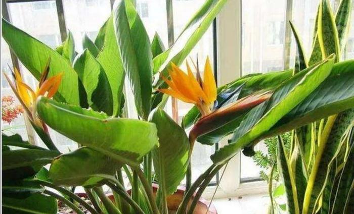 適合客廳的高大綠植_客廳綠植適合高大的花盆嗎_客廳綠植適合高大的盆景嗎