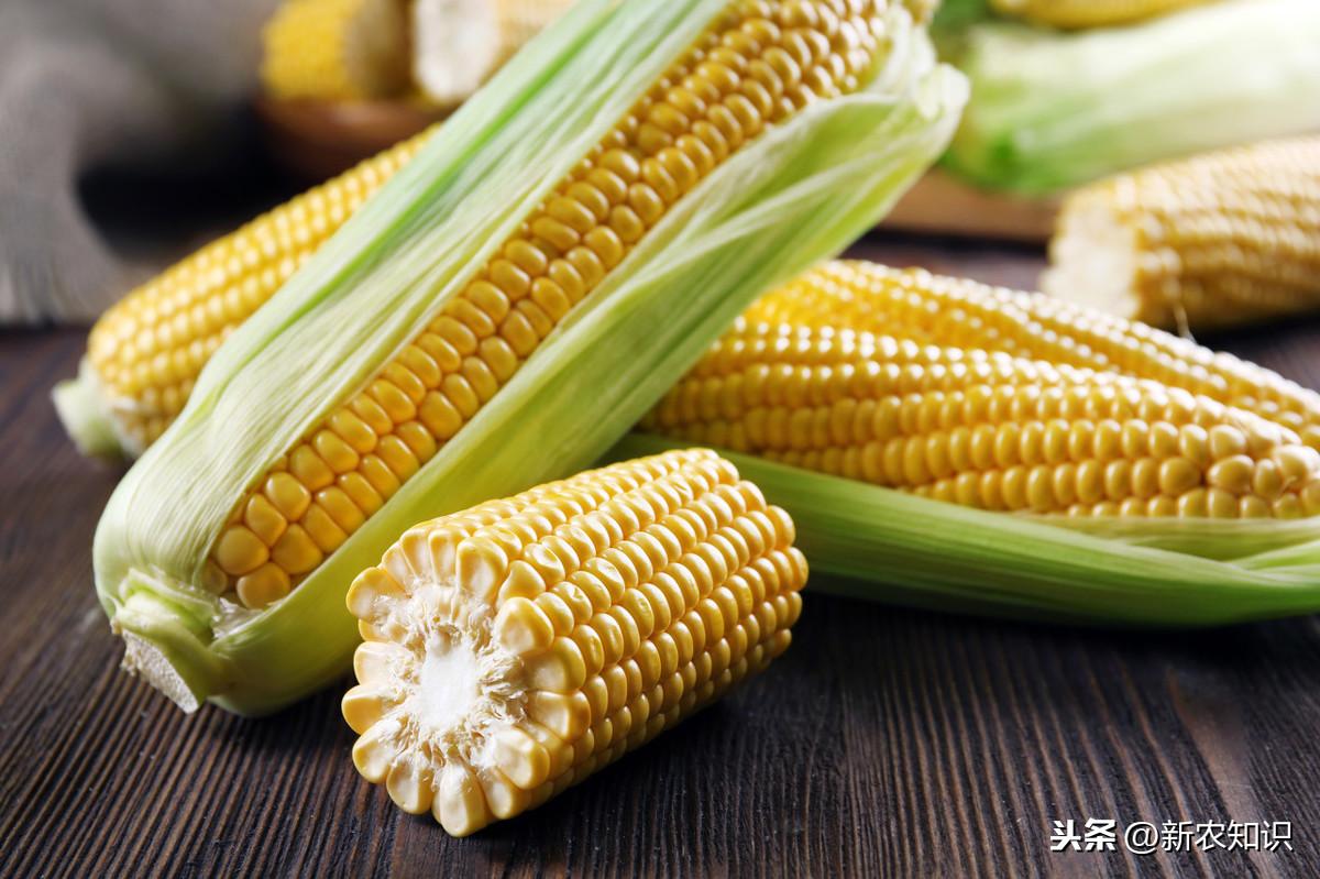 油菜種植時間和方法_油菜種植的方法與時間_油菜種植方法和注意事項