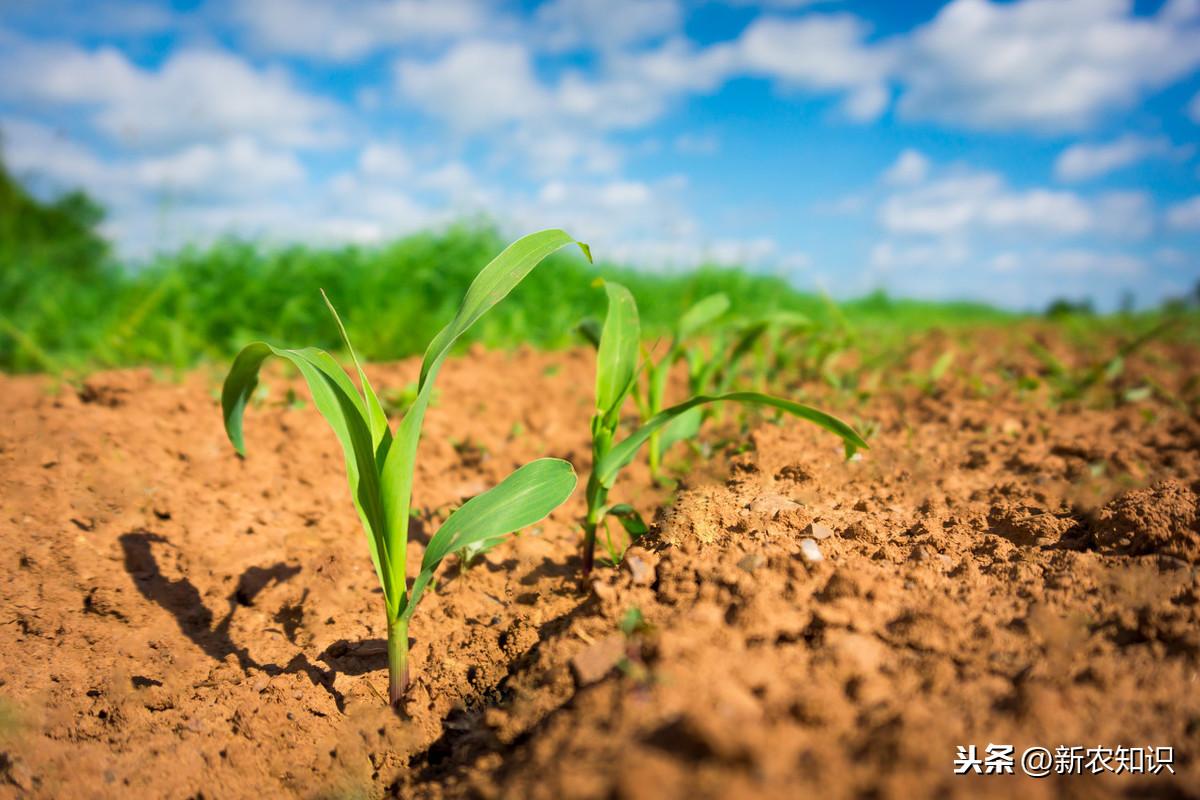 油菜種植的方法與時間_油菜種植時間和方法_油菜種植方法和注意事項