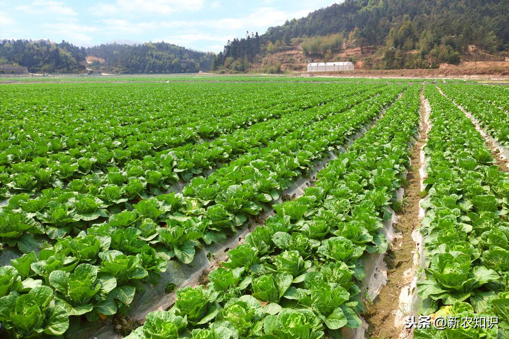油菜種植時間和方法_油菜種植的方法與時間_油菜種植方法和注意事項
