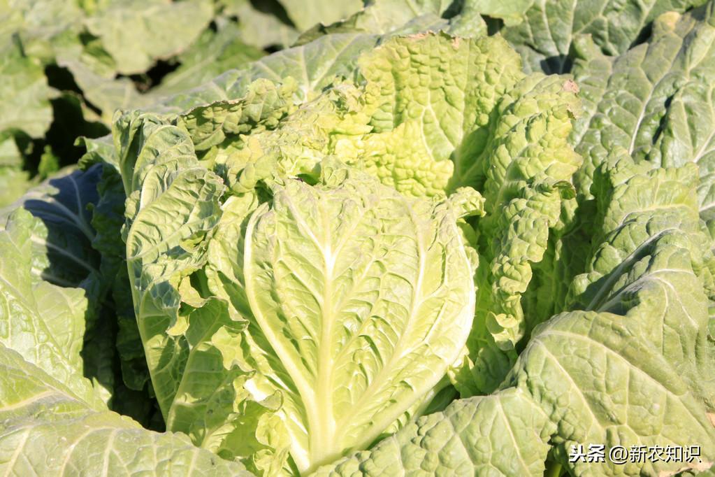 油菜種植的方法與時間_油菜種植方法和注意事項_油菜種植時間和方法