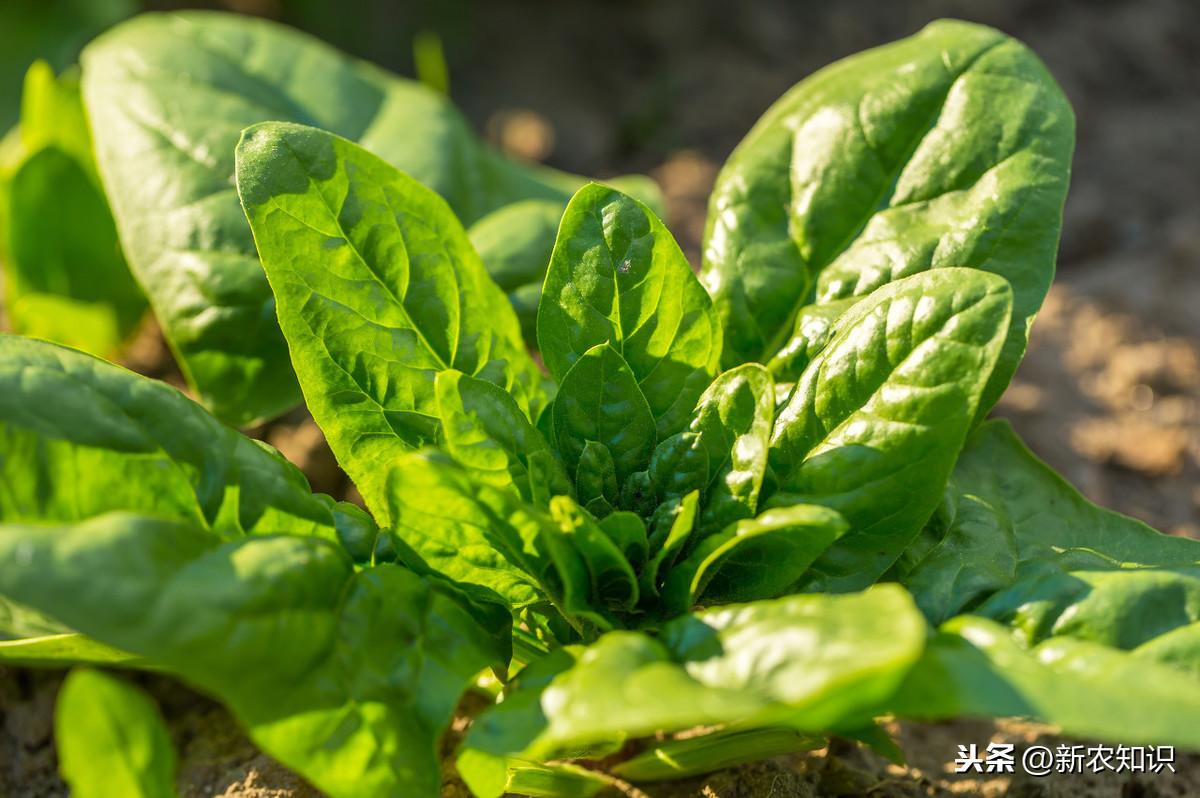 油菜種植方法和注意事項_油菜種植時間和方法_油菜種植的方法與時間