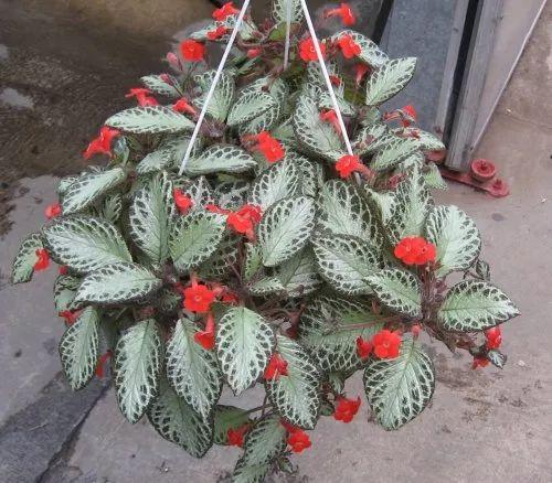 哪些綠植可以凈化空氣_凈化空氣綠植可以放臥室嗎_凈化空氣綠植可以曬太陽嗎