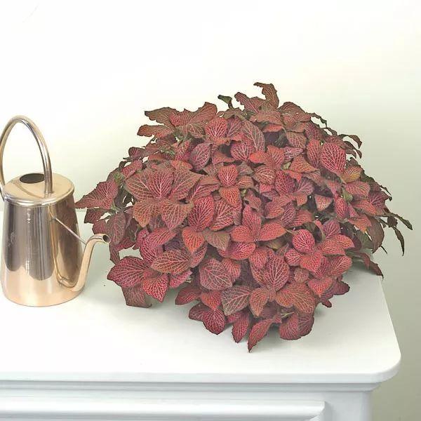 凈化空氣綠植可以放臥室嗎_哪些綠植可以凈化空氣_凈化空氣綠植可以曬太陽嗎