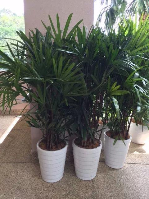 哪些綠植可以凈化空氣_凈化空氣綠植可以放臥室嗎_凈化空氣綠植可以曬太陽嗎