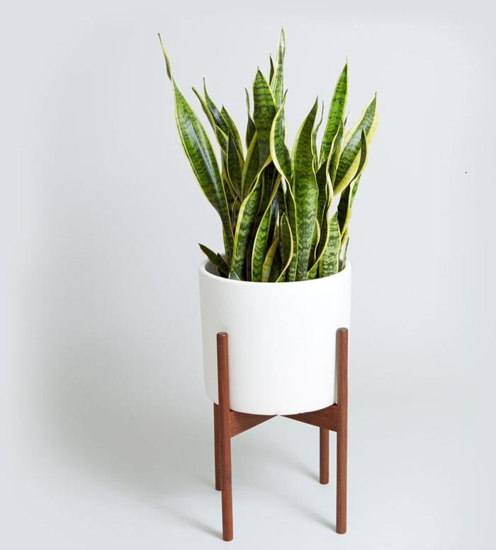 凈化空氣綠植可以放臥室嗎_凈化空氣綠植可以曬太陽嗎_哪些綠植可以凈化空氣