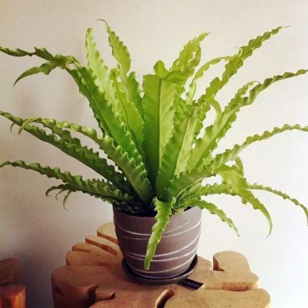 凈化空氣綠植可以放臥室嗎_凈化空氣綠植可以曬太陽嗎_哪些綠植可以凈化空氣