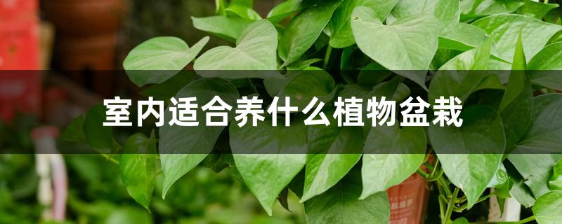 室內綠植適合放在哪里_室內綠植適合放在臥室嗎_適合放室內的綠植