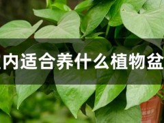 室內適合養什么植物盆栽
