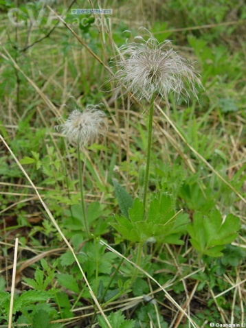 藥材黃柏的功效與作用_藥材功效黃柏作用與主治_黃柏的功效