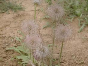 藥材黃柏的功效與作用_藥材功效黃柏作用與主治_黃柏的功效