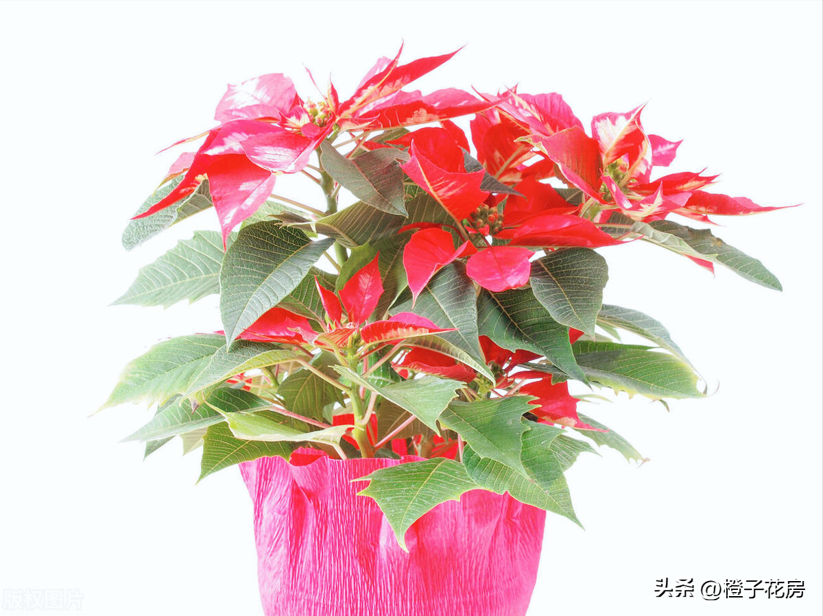 辦公室好養活的綠植有哪些_養活辦公室綠植好有哪些品種_辦公室養綠植多好嗎